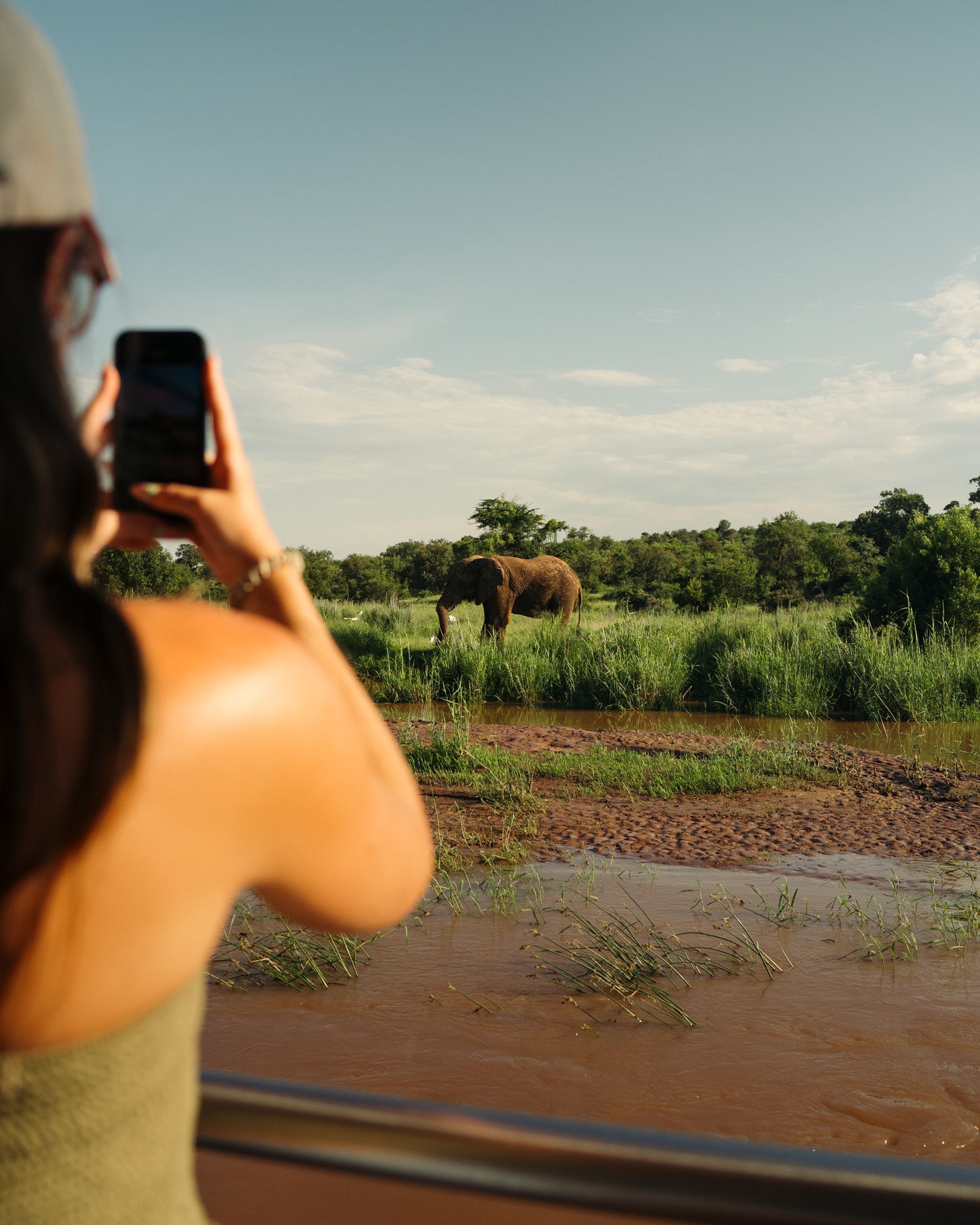 Person photographing an elephant in a green field from a vehicle window