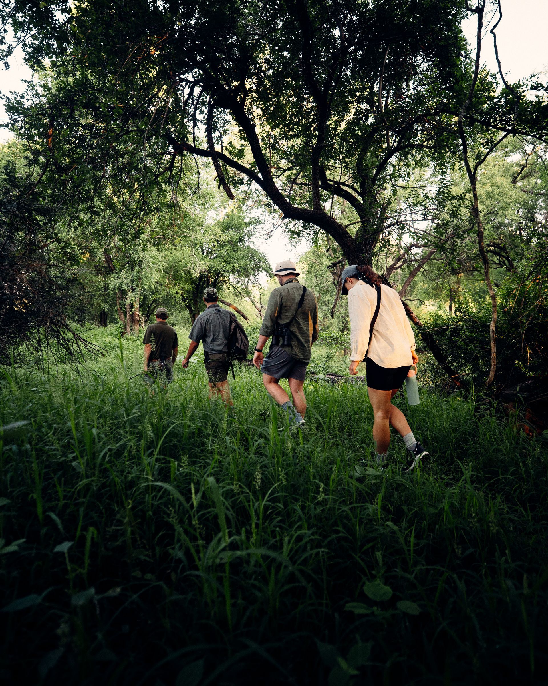 Hikers walking through tall grass in a dense green forest under a canopy of trees
