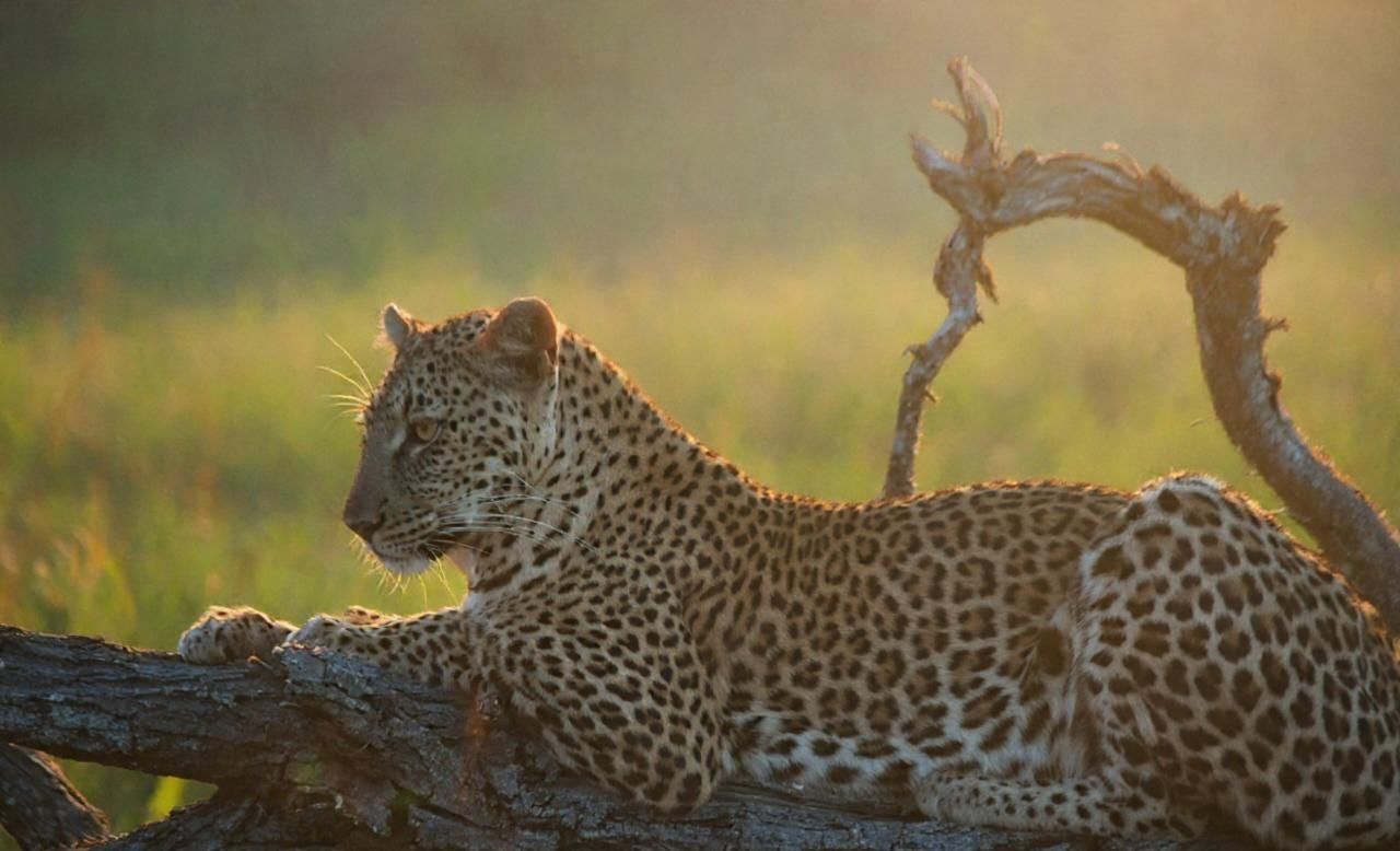 Leopard resting in tall grass at sunset with a twisted branch behind it