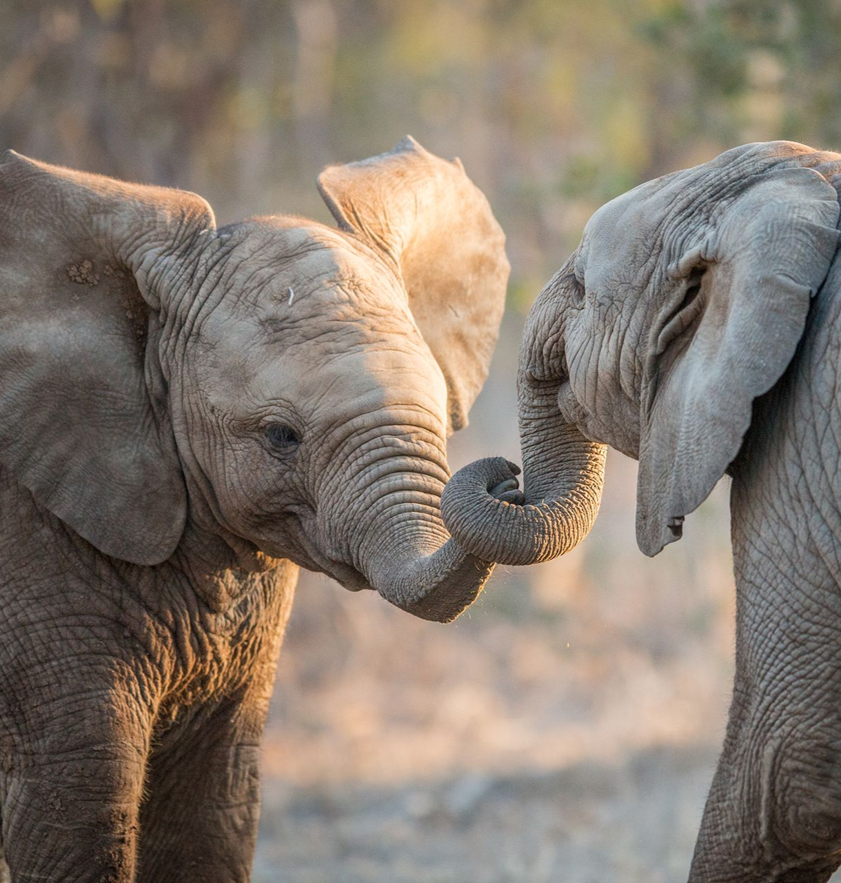 Two baby elephants touching trunks in a dusty, sunlit scene