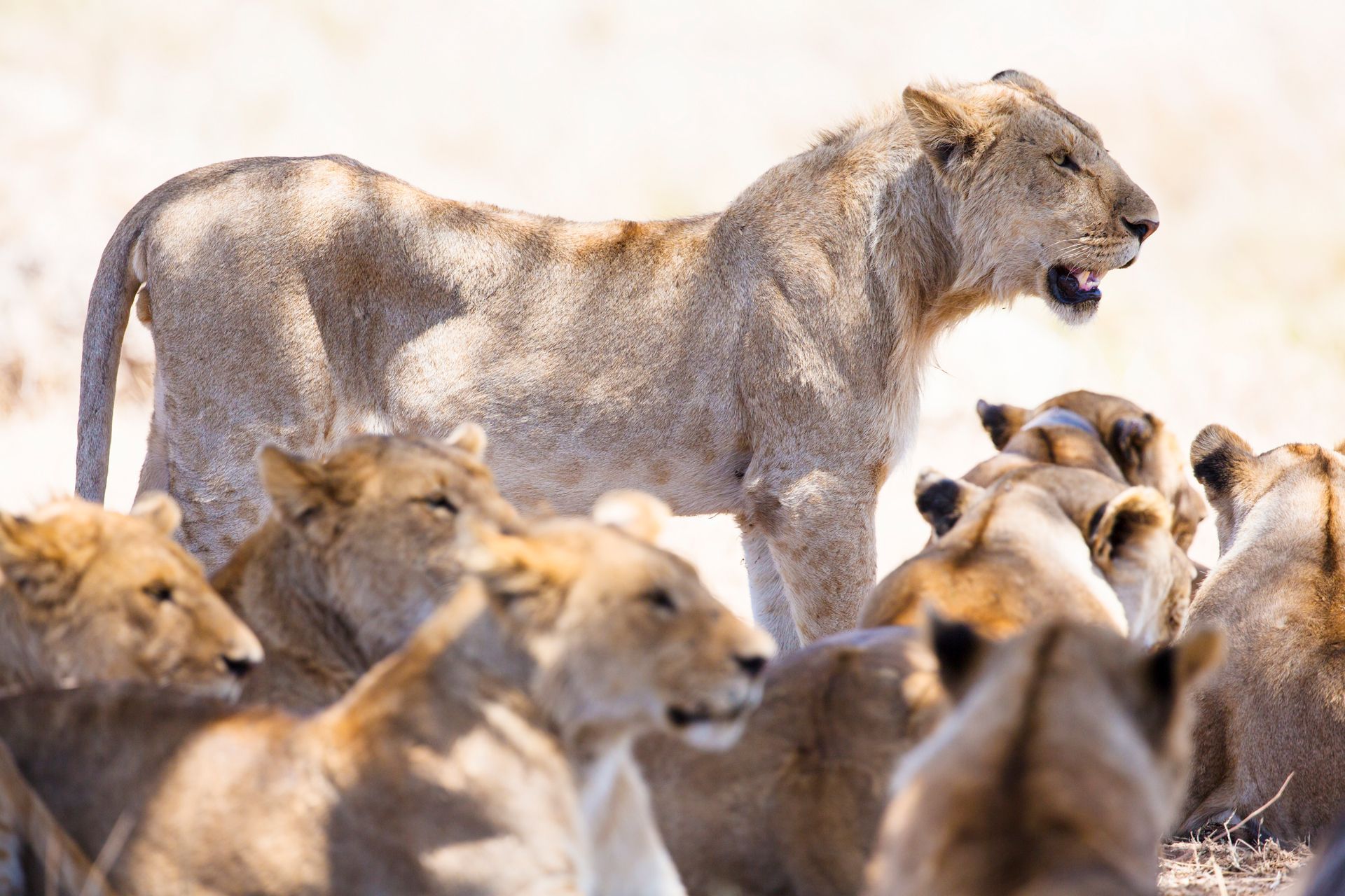 A lioness stands over a pride of lions in a sunlit, open area, some looking towards her.