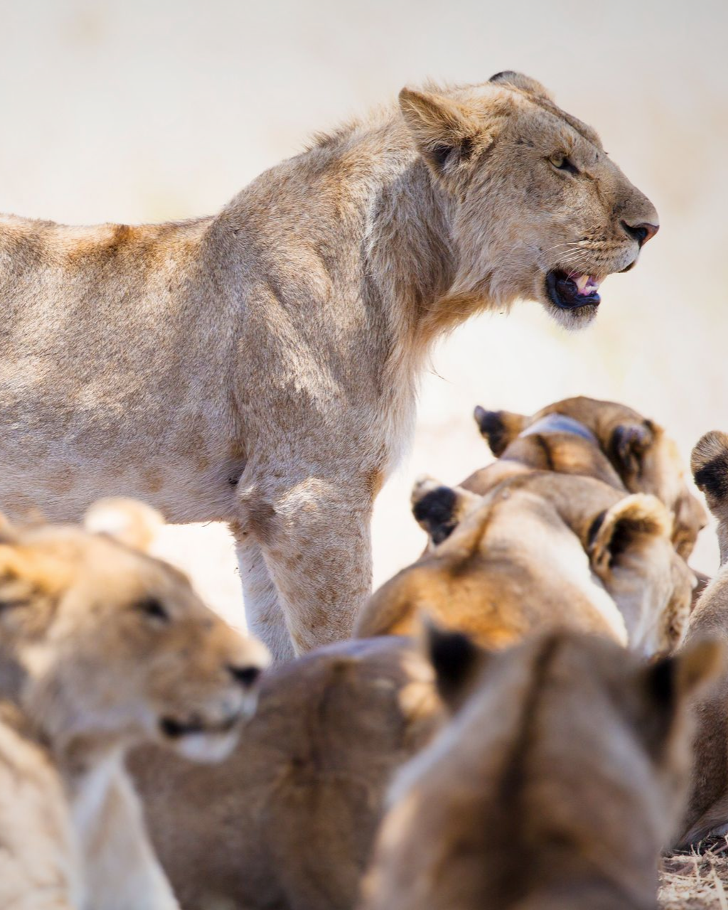 Lioness standing among a pride of lions, mouth open, in a sandy savanna setting.