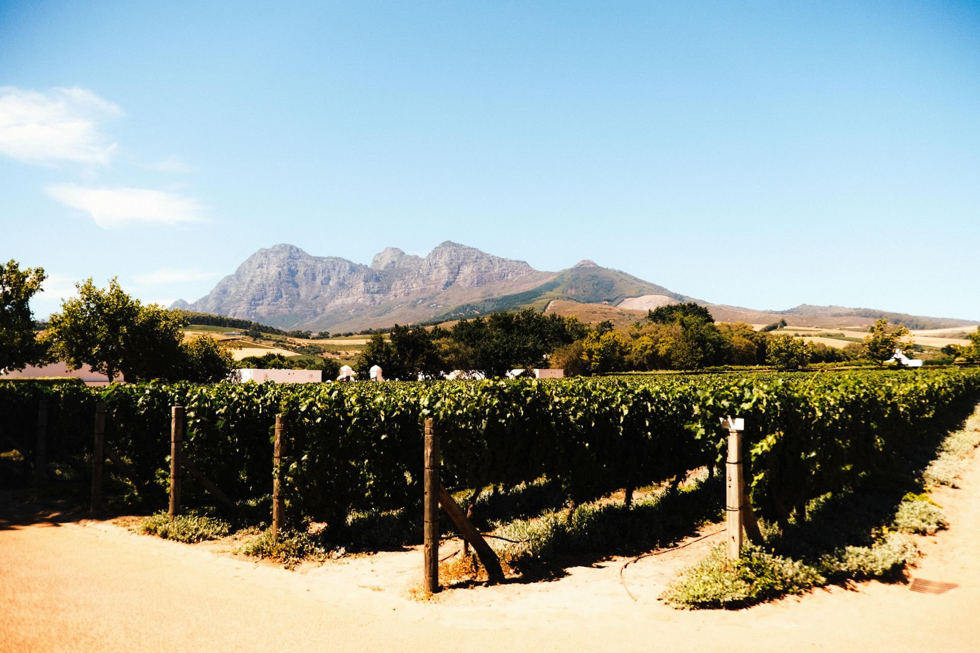 Sunlit vineyard rows with mountains in the background under a clear blue sky