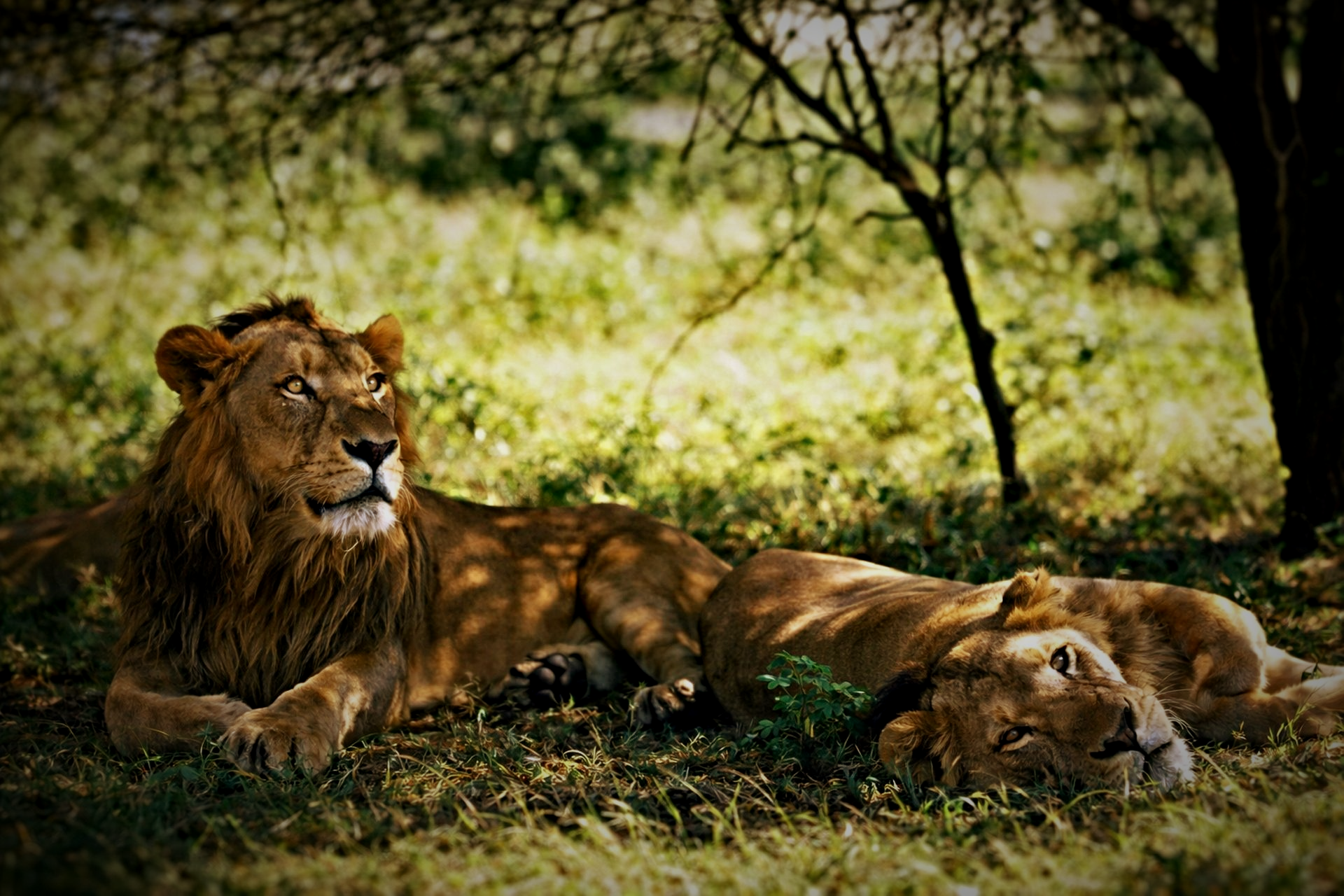 Two lions resting in shaded grass under trees, one alert and one lying down.