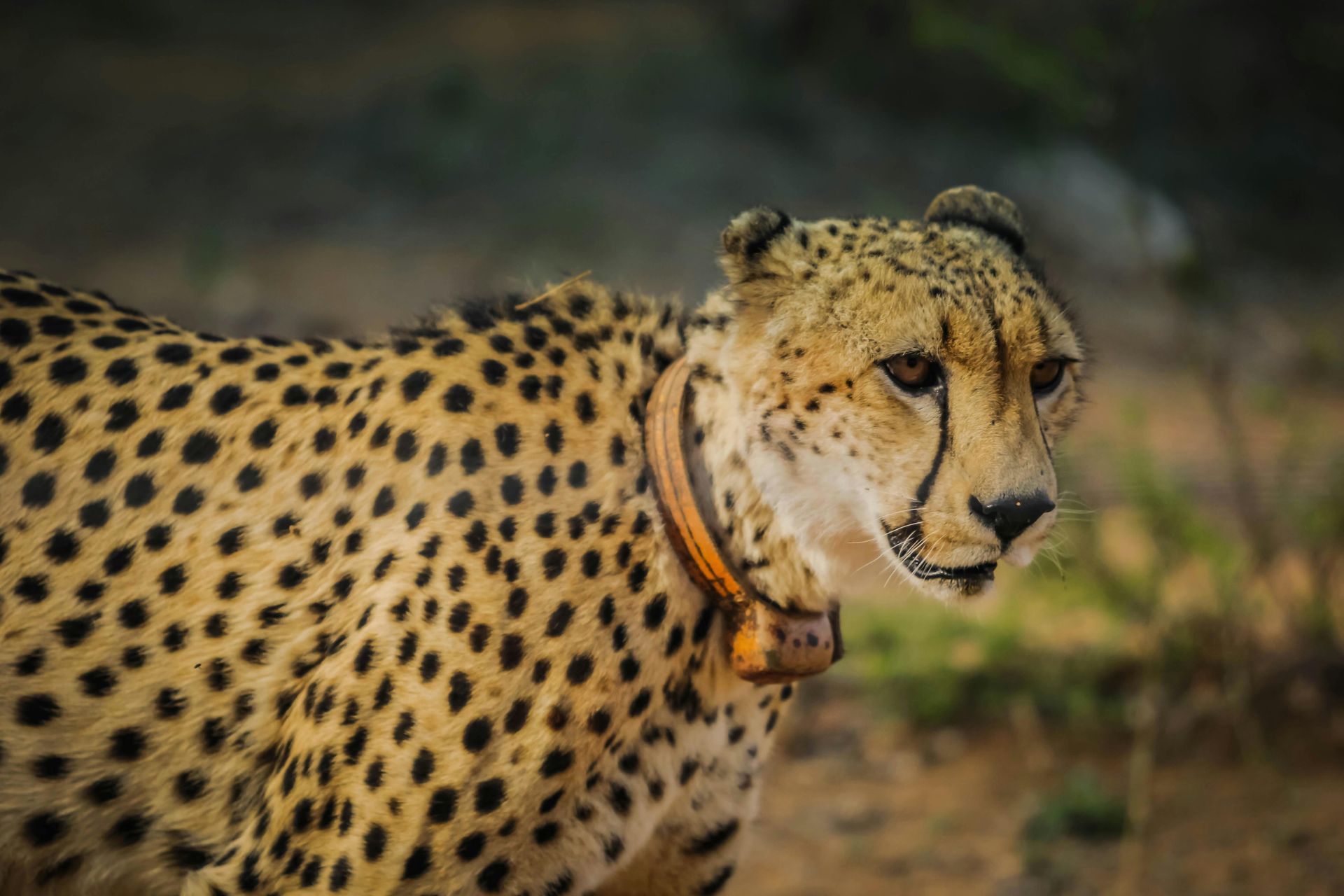 Cheetah with black spots and a tracking collar, looking to the right.