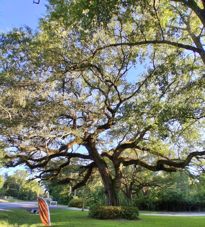 Large sprawling tree in a sunny park with green grass and a sidewalk nearby