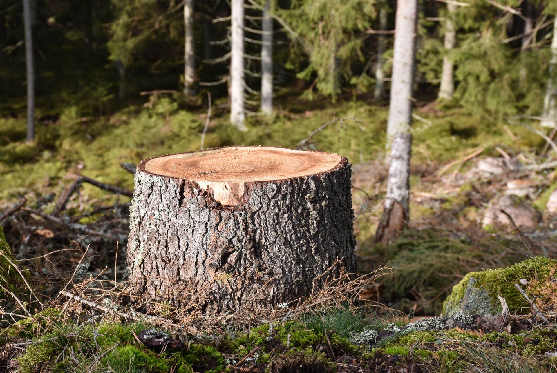 Stump Grinding Machine Removing A Stump — Madison, WI — Reliable Tree & Landscape Services
