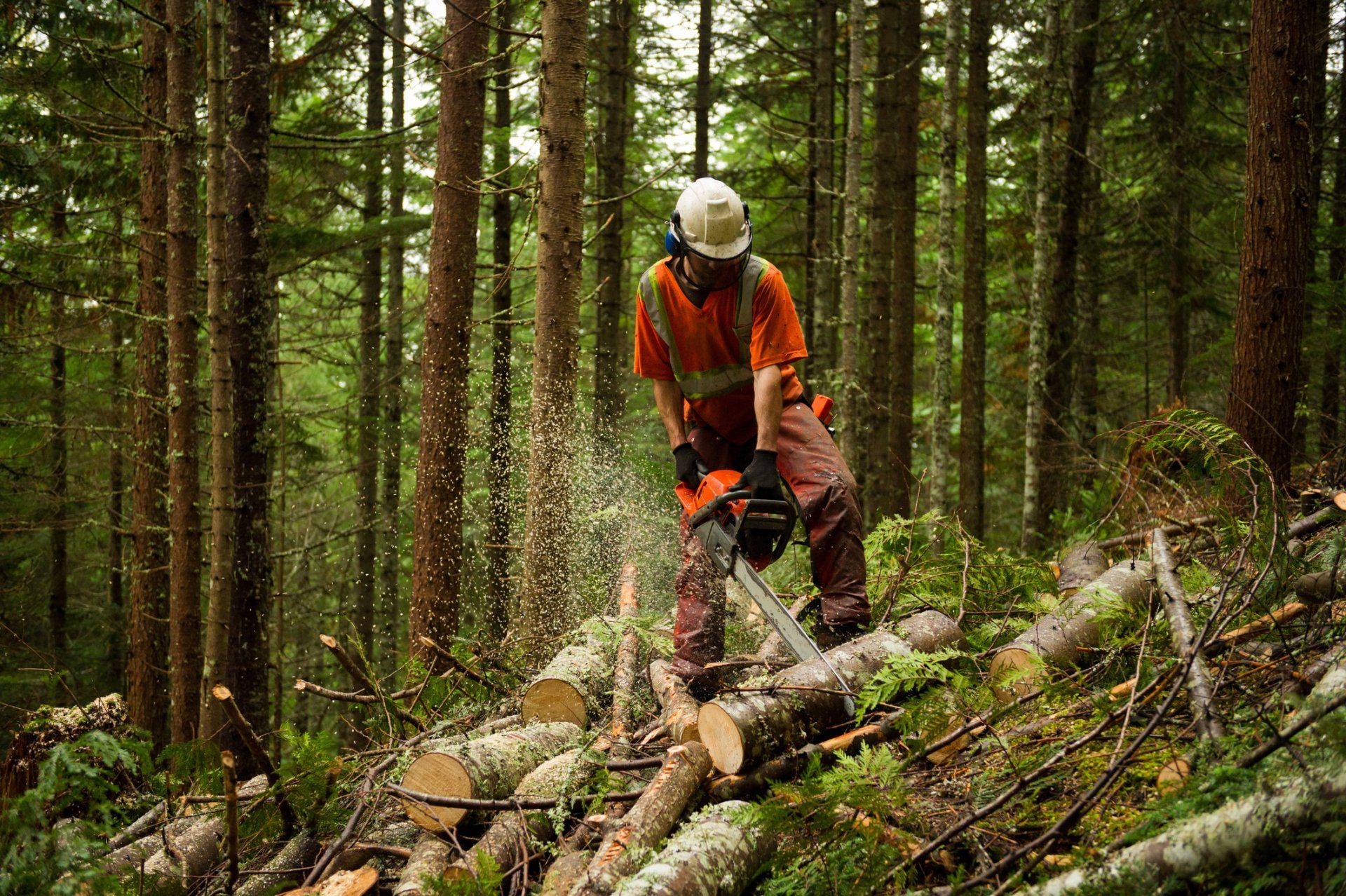Man Cuts A Fallen Tree — Madison, WI — Reliable Tree & Landscape Services