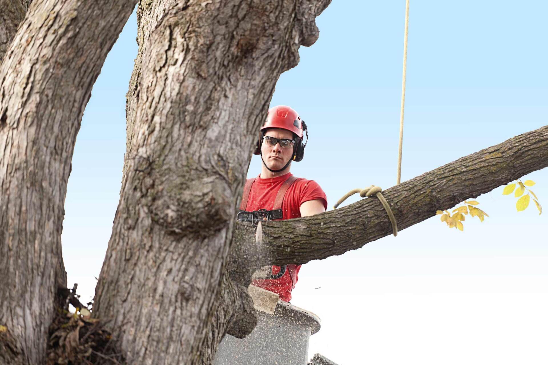 Tree Trimming — Madison, WI — Reliable Tree & Landscape Services