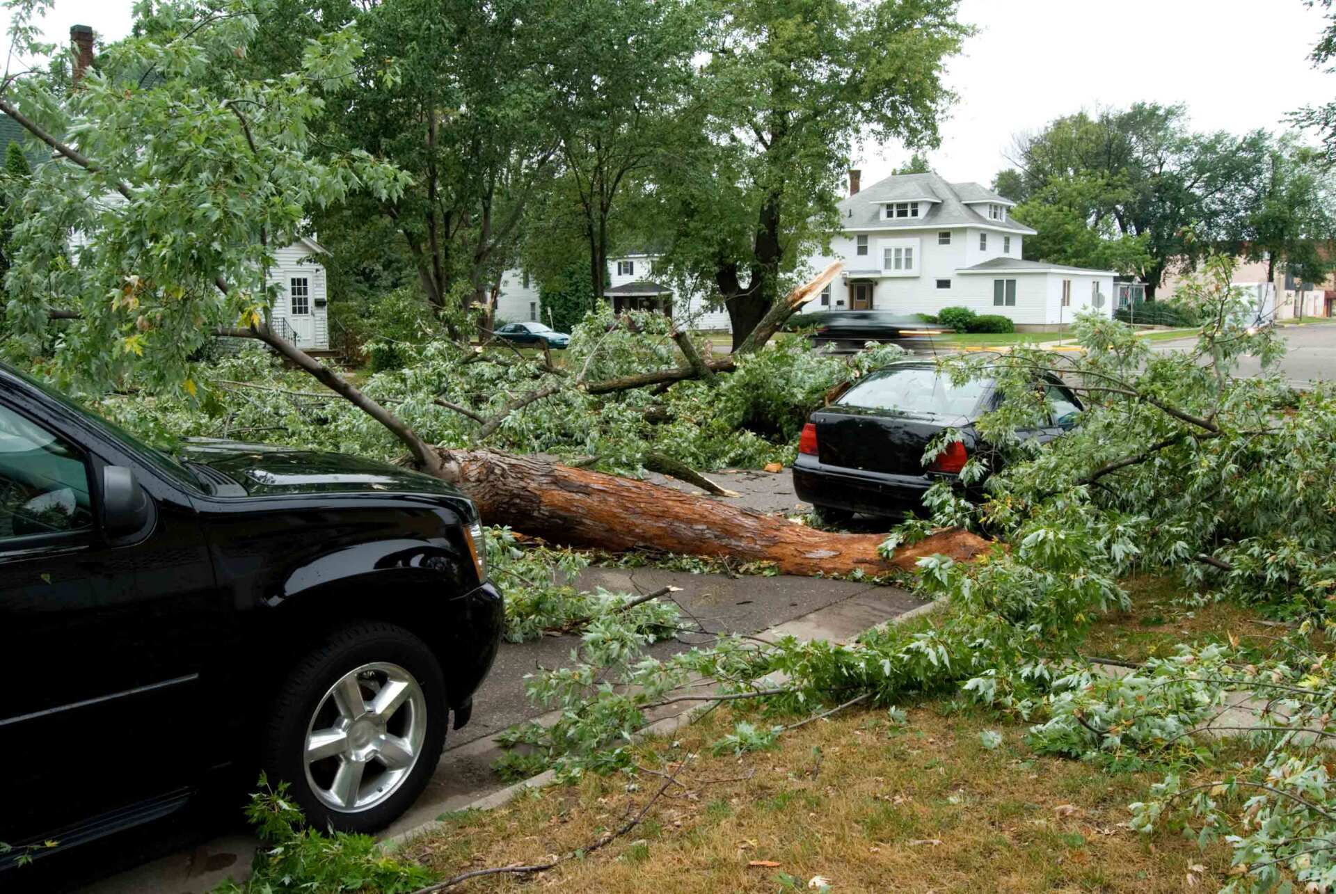 Stump Damage— Madison, WI — Reliable Tree & Landscape Services