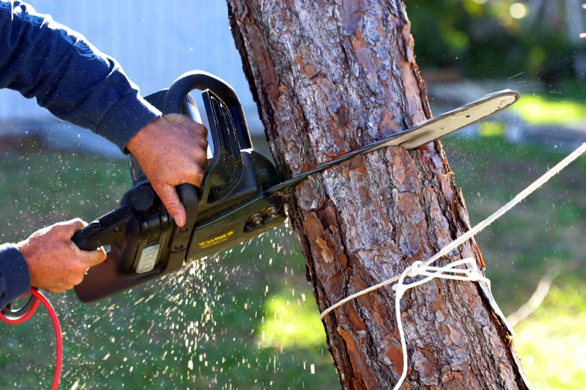Chainsaw On A Tree Trunk — Madison, WI — Reliable Tree & Landscape Services