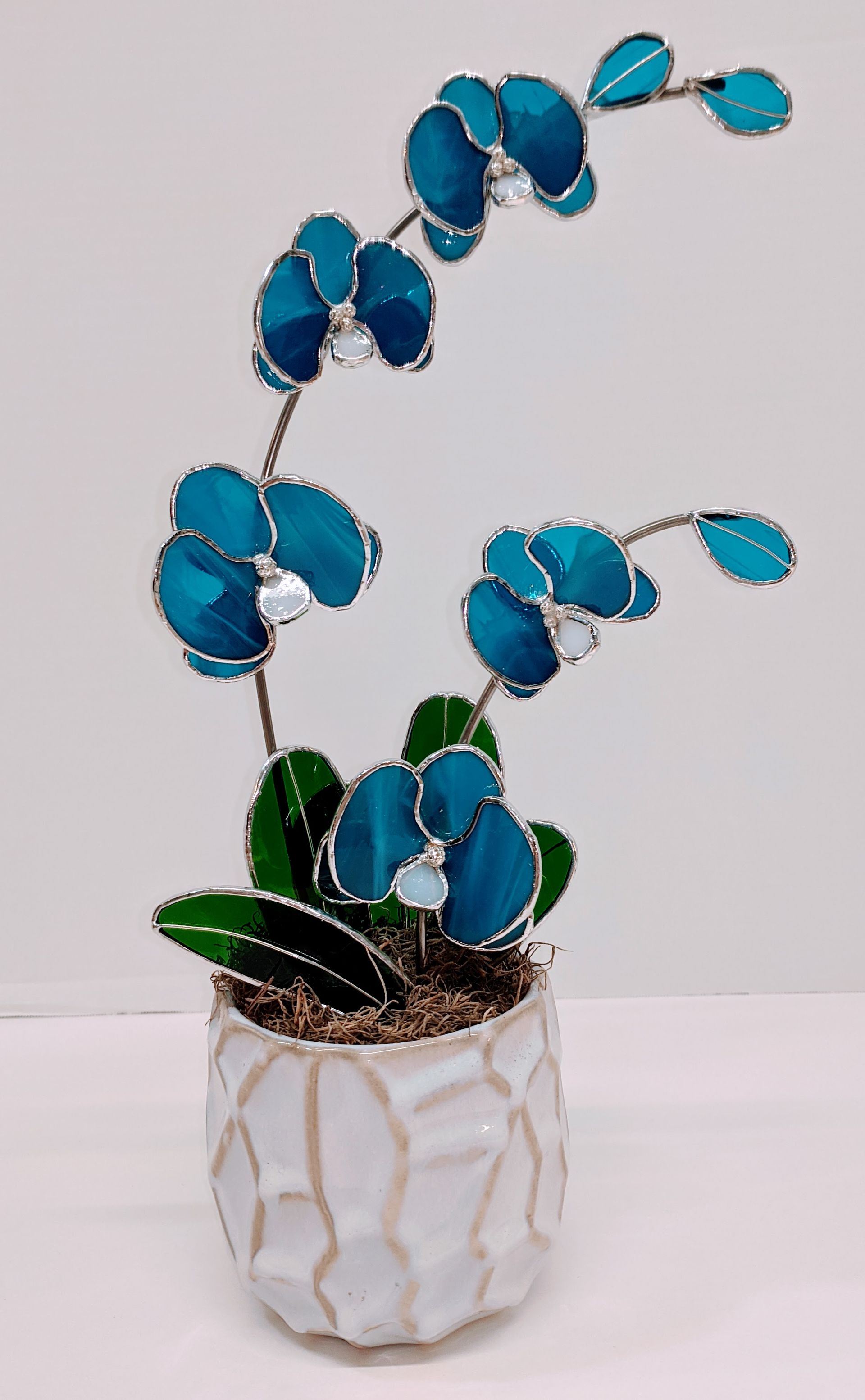 Blue-leafed potted plant with a long arching stem in a white ceramic planter