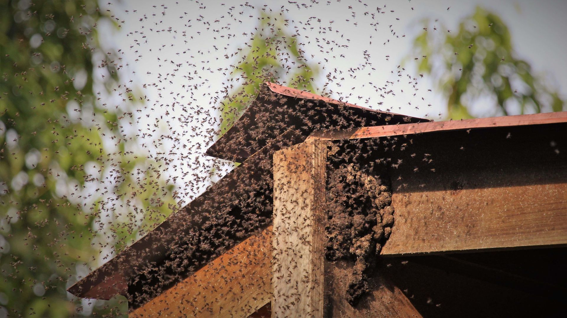 Swarm of tiny insects congregating near a wooden structure with a red roof against a blurred green background.