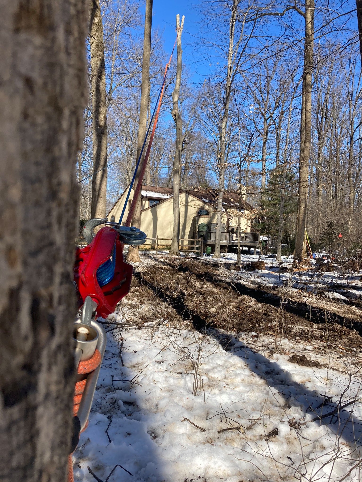 Tree Gallery Avondale, PA Tree Huggerz Inc