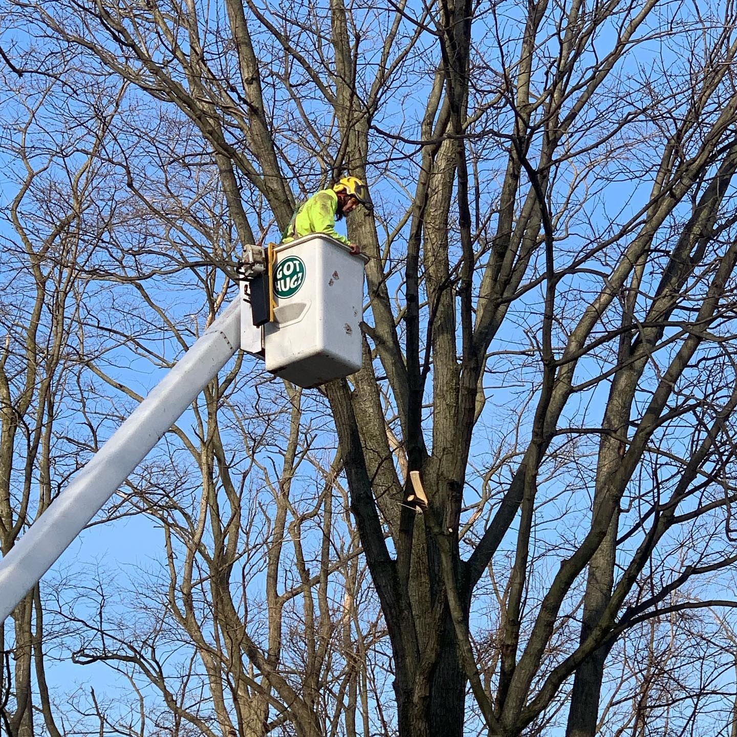 Tree Gallery Avondale, PA Tree Huggerz Inc