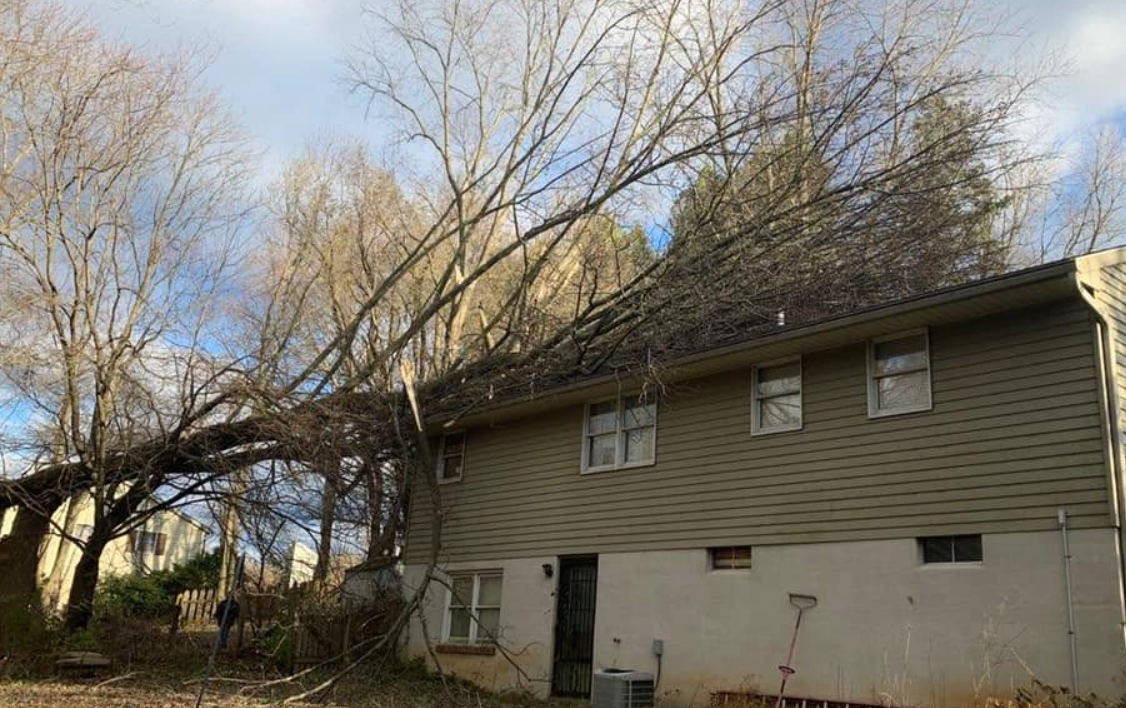 Tree Services Avondale, PA Tree Huggerz Inc