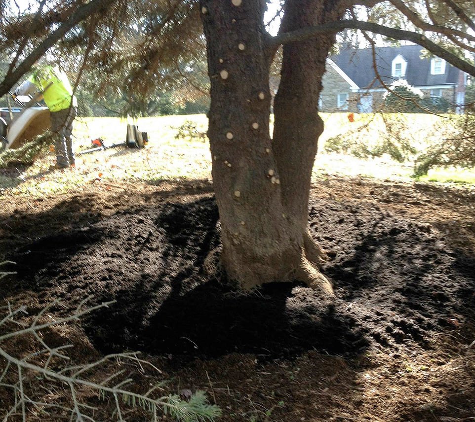 Tree Gallery Avondale, PA Tree Huggerz Inc