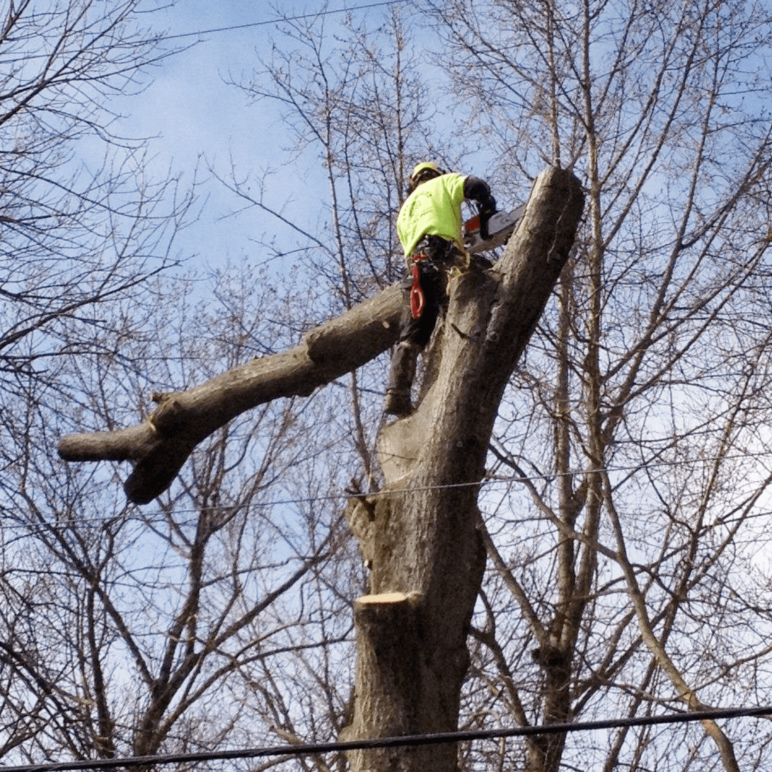 Tree Gallery Avondale, PA Tree Huggerz Inc