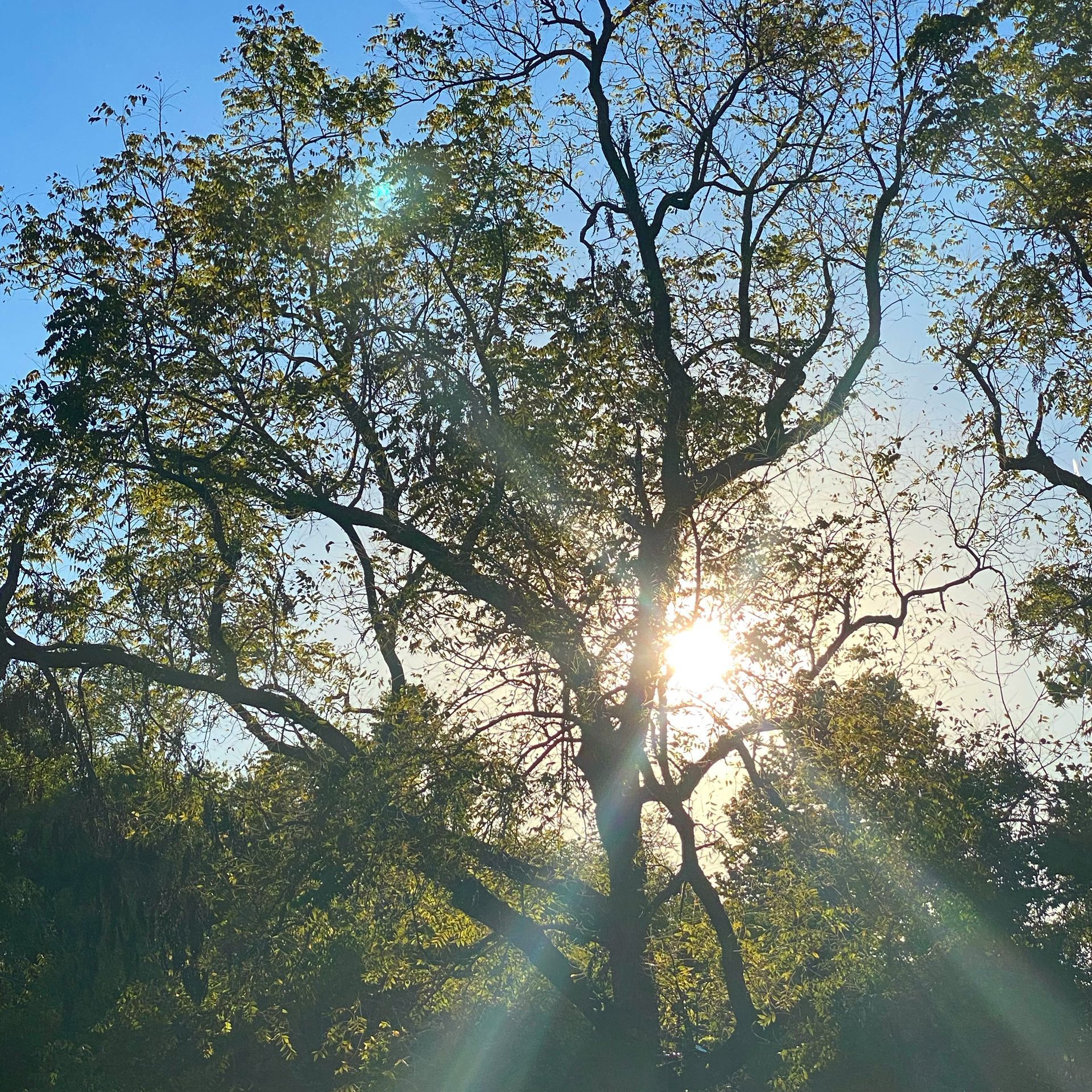 Sunlight through trees