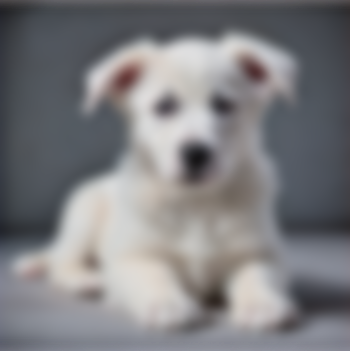 White puppy lying on a gray floor, looking at the camera with floppy ears.
