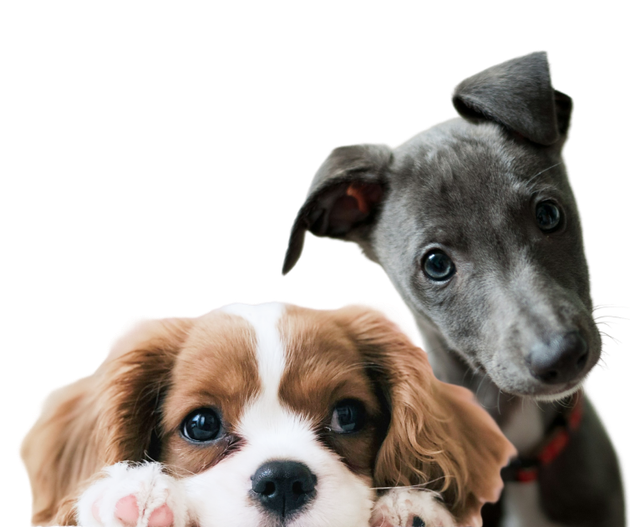 Two puppies, a brown-and-white spaniel and a gray puppy, looking at the camera