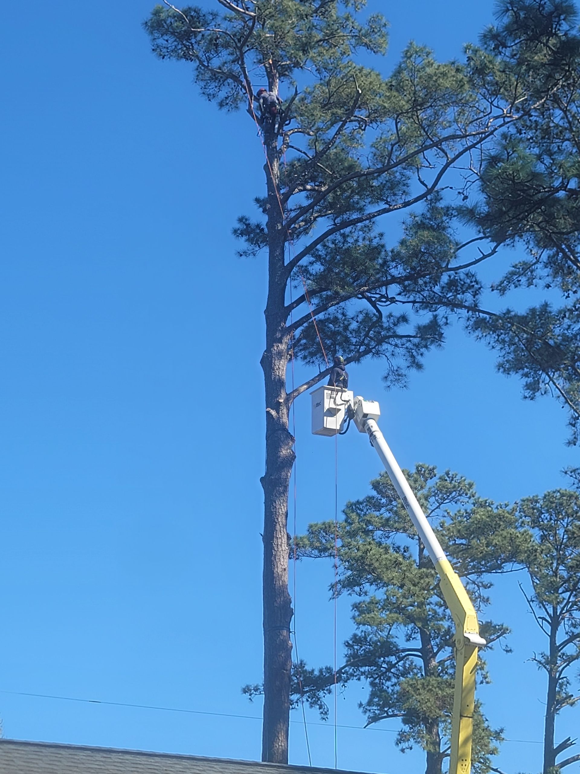 Broken Tree — Wilmington, NC — Paul Bunyan’s Tree Service Broken Tree — Wilmington, NC — Paul Bunyan’s Tree Service