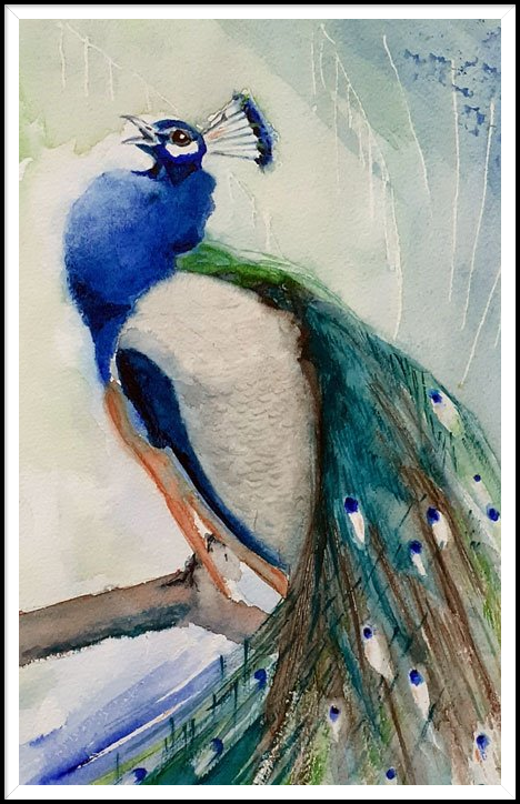 Aquarel: pauw