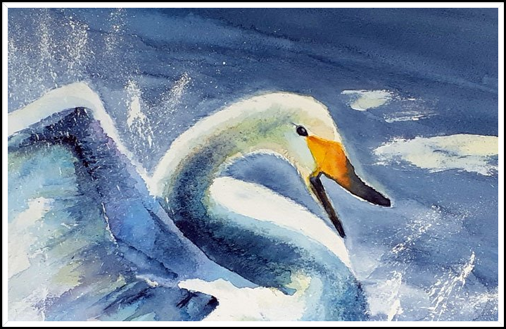 Aquarel: zwaan