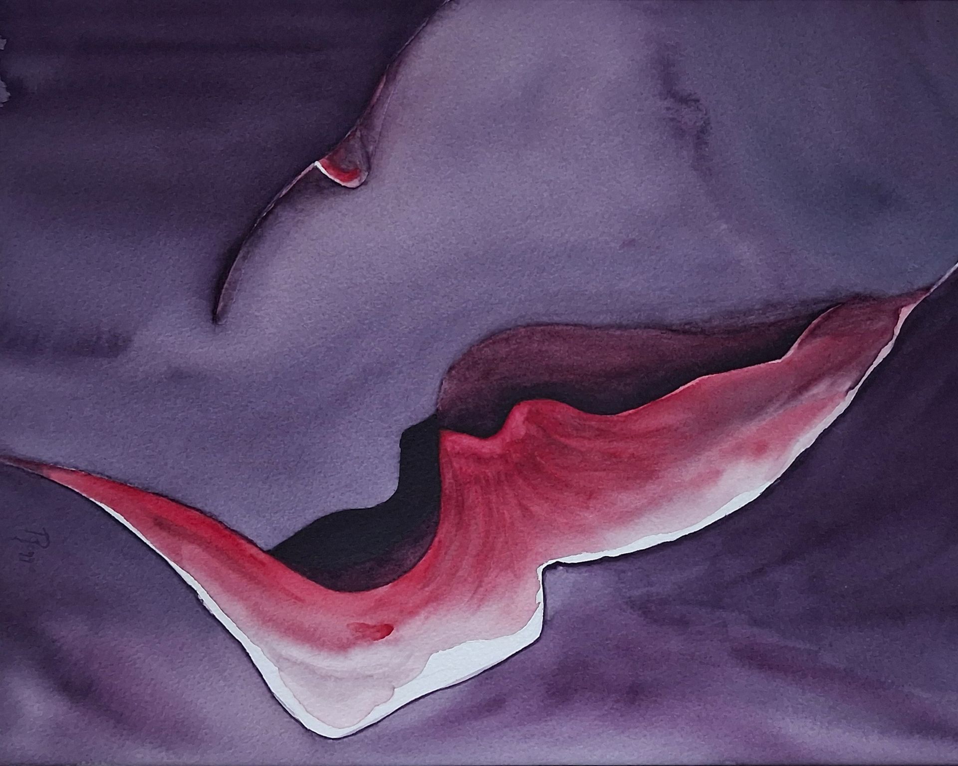 Sculptural Silence – Echo, een liggende oriëntatie van een eigentijdse aquarel met rode bloemvorm en donkere achtergrond.