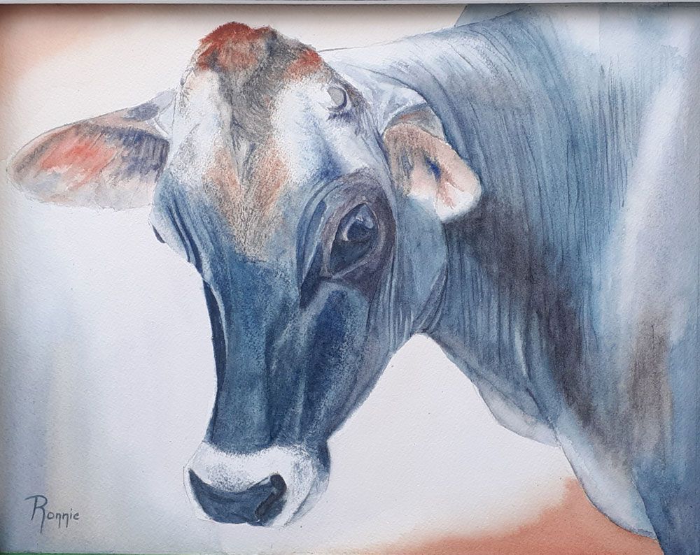 Een aquarel van een koe