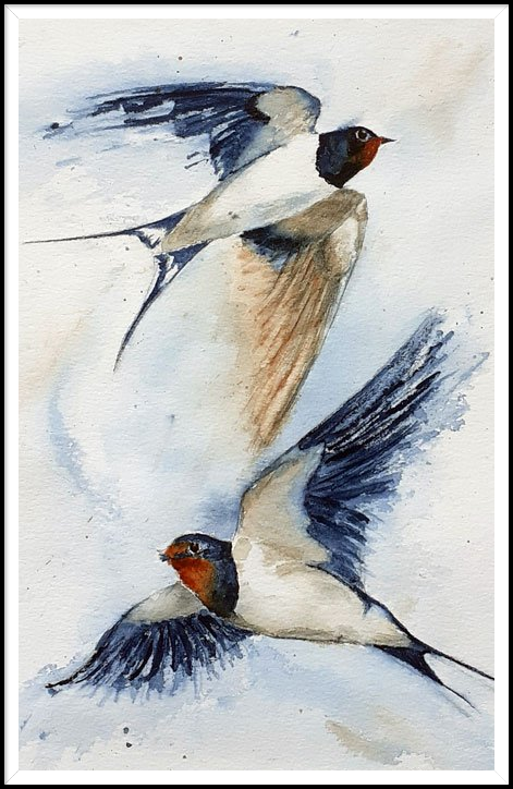 Aquarel: zwaluwen