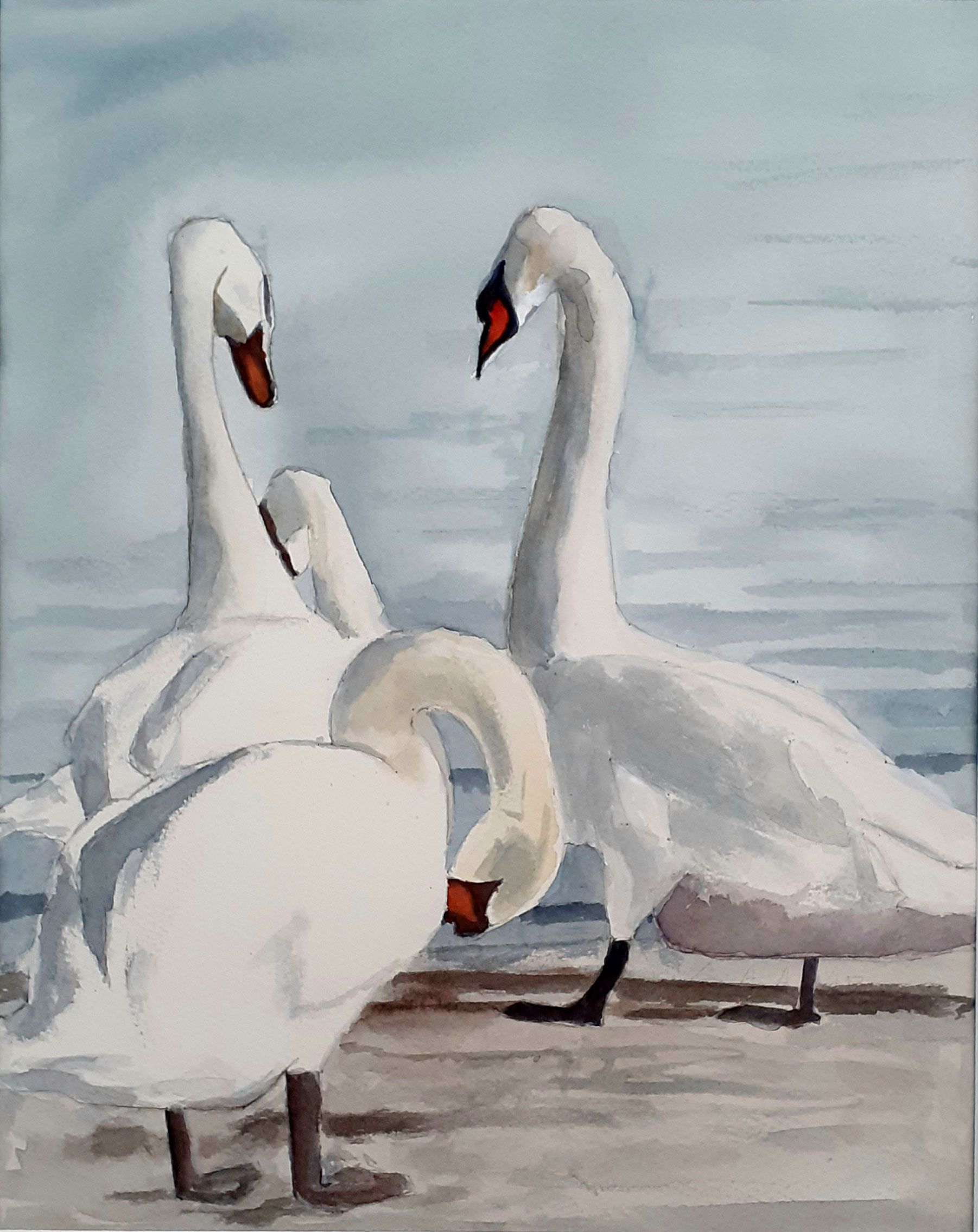 Zwanen in aquarel