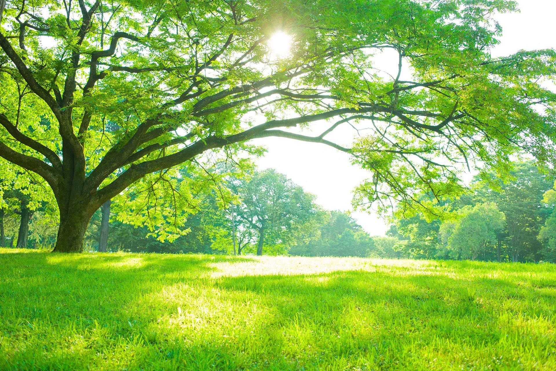 image of green trees and green grass with sunshine peeking through