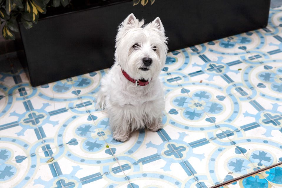 Hacienda Peña Pobre | Pet Friendly