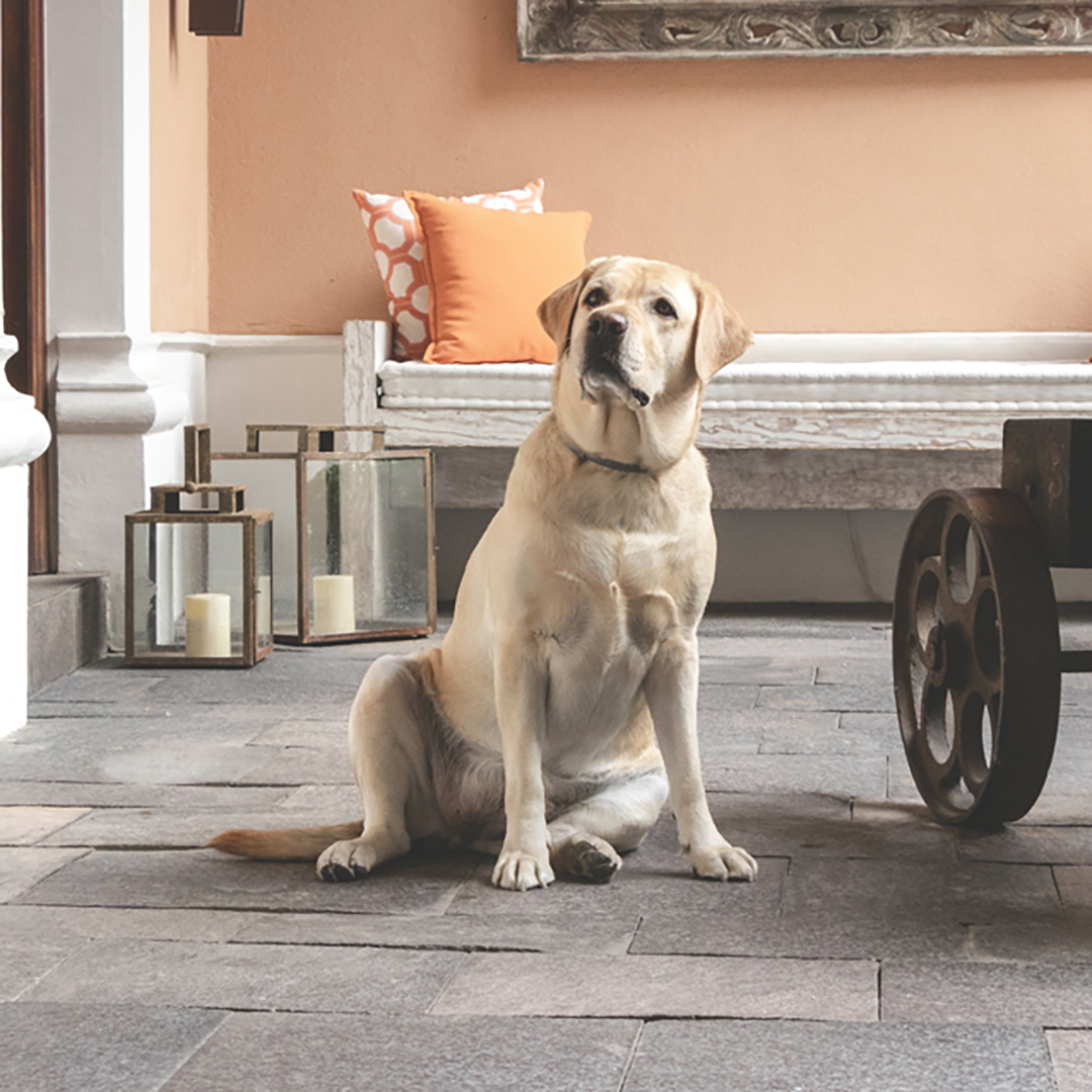 Hacienda Peña Pobre | Pet Friendly