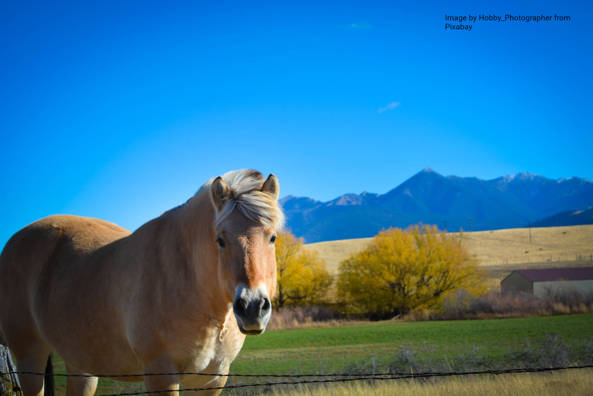 Image by Hobby_Photographer from Pixabay