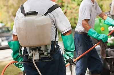 FUMIGACIONES PROFESIONALES PREMIER – Control de Plagas