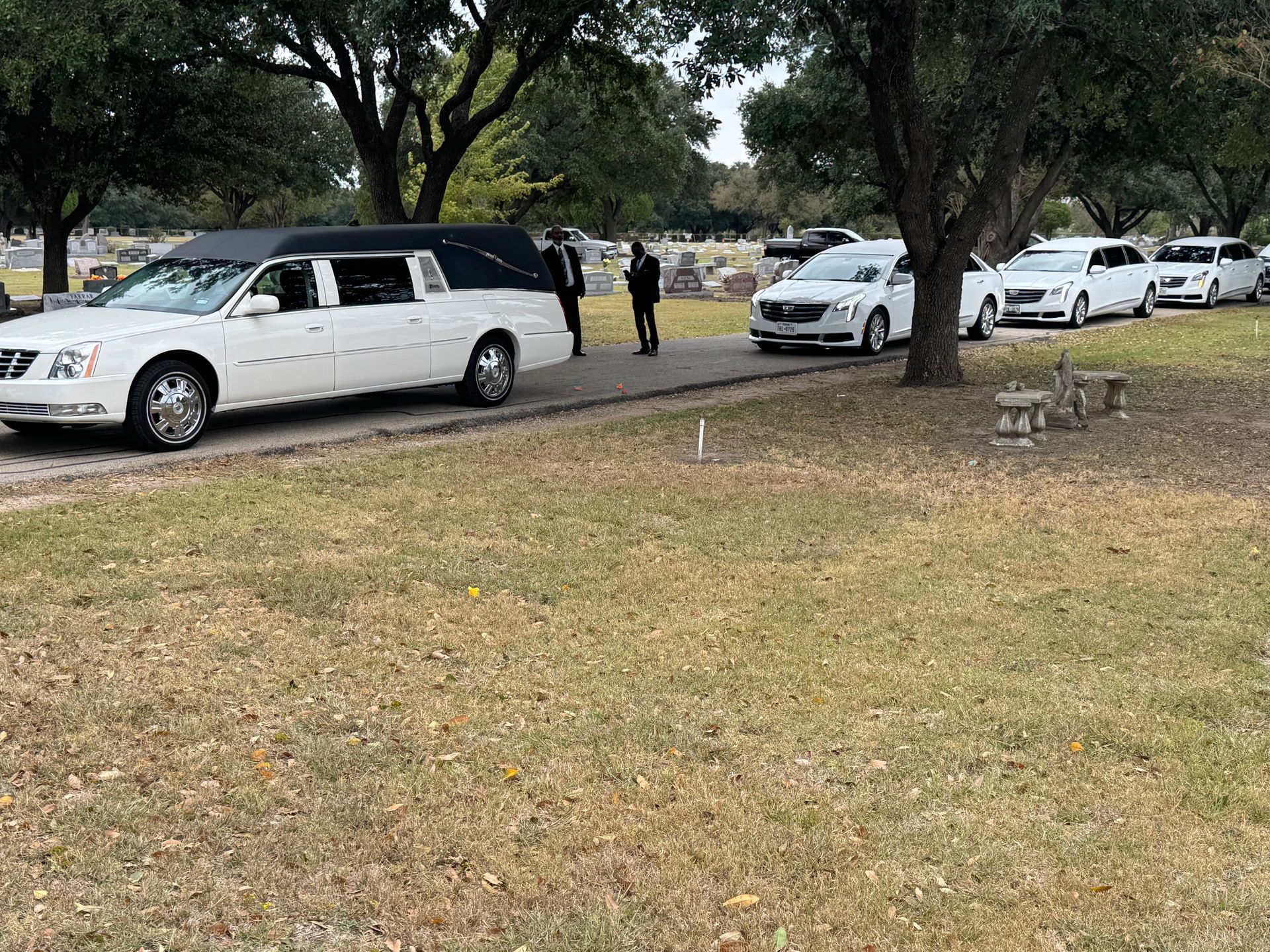 A row of white limousines are parked in a cemetery.