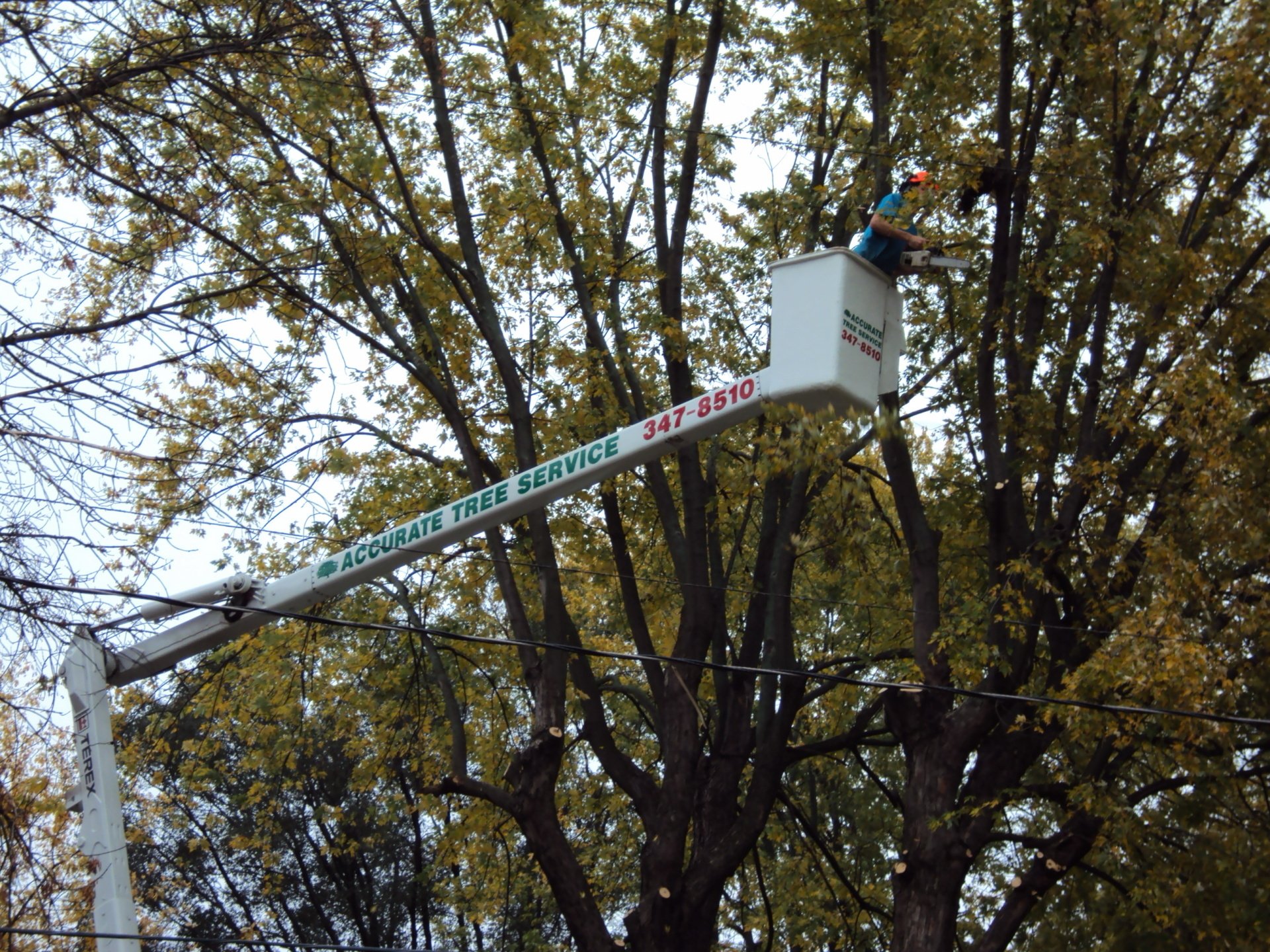 Tree & Snow Removal Company Madison, Middleton Sun Prairie WI Stump