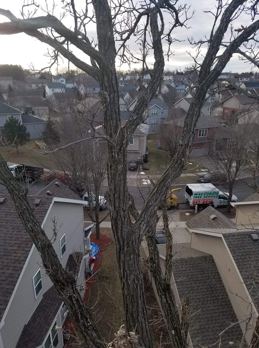 Tree & Snow Removal Company Madison, Middleton Sun Prairie WI Stump