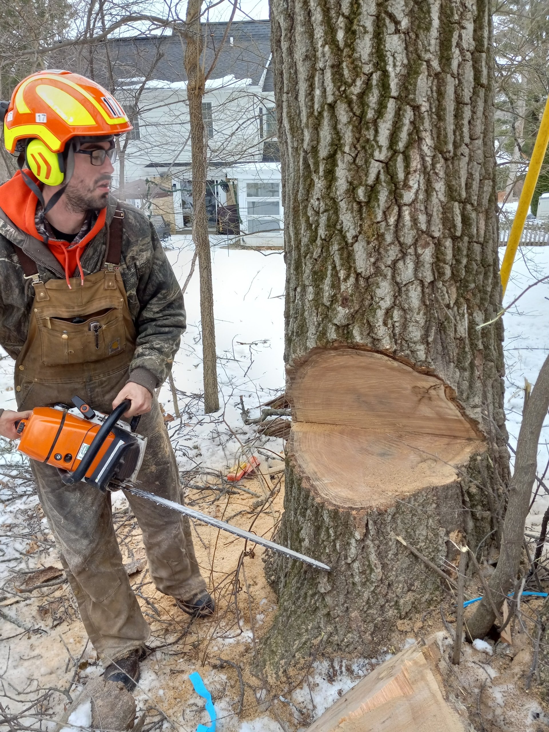 Tree & Snow Removal Company Madison, Middleton Sun Prairie WI Stump Grinding Tree Removal