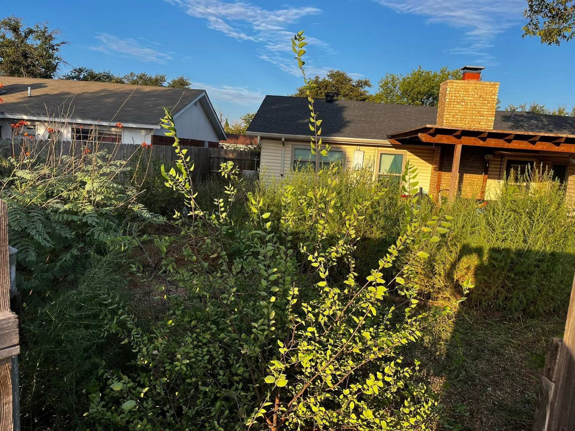 Sunlit overgrown backyard with shrubs, hedges, and houses under a blue sky