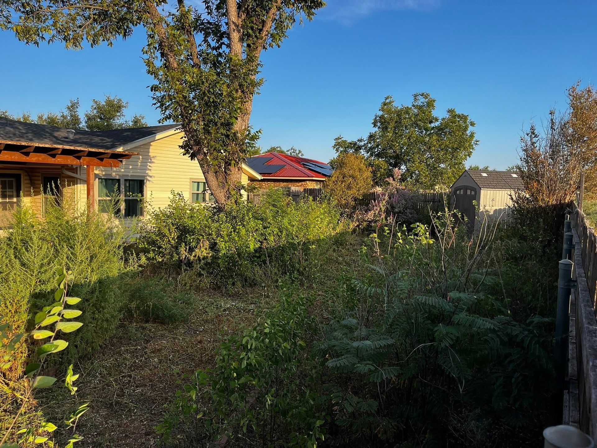 Overgrown backyard with trees, bushes, and a house under clear blue sky