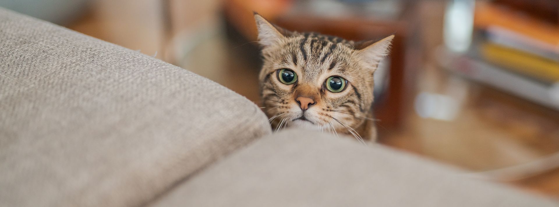 A cat is peeking over the edge of a couch.