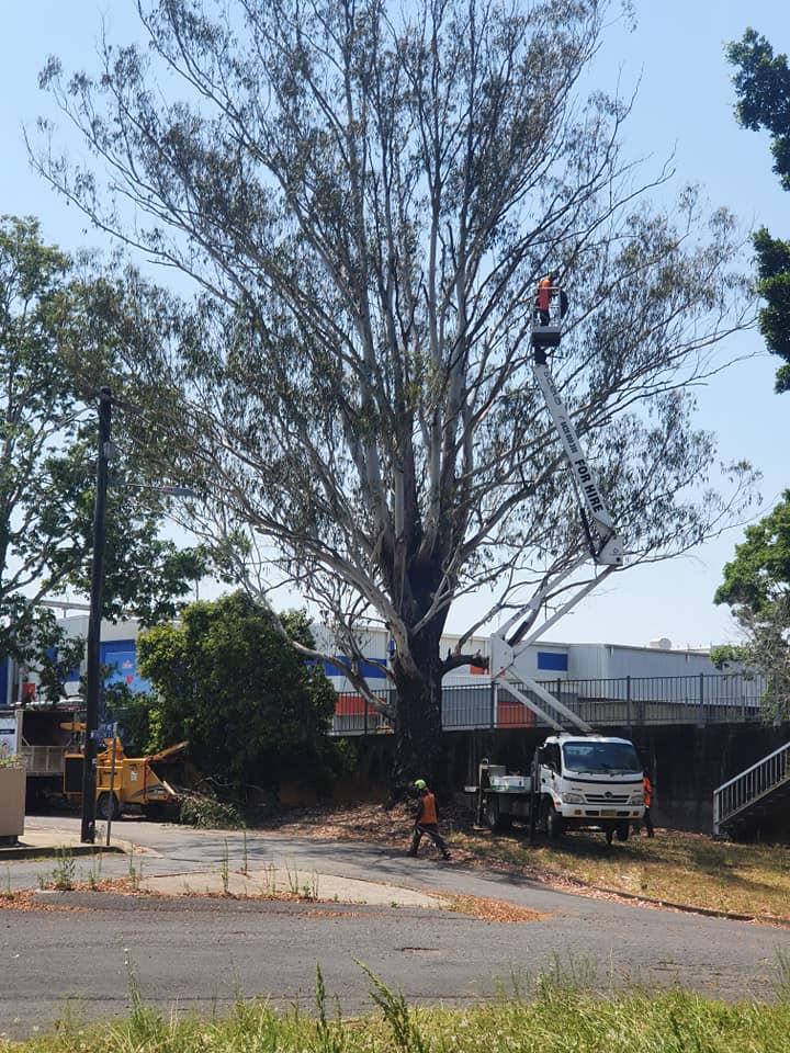 Tree Pruning in Lismore