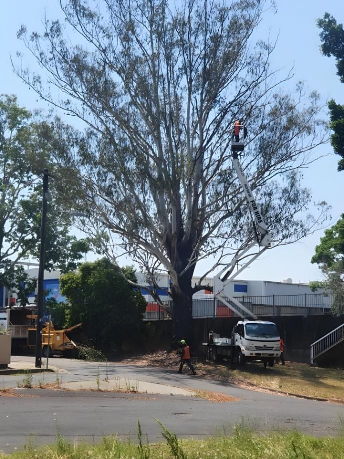 A Man in a Crane is Cutting a Tree — Steve Cubis Tree Services In Bangalow, NSW