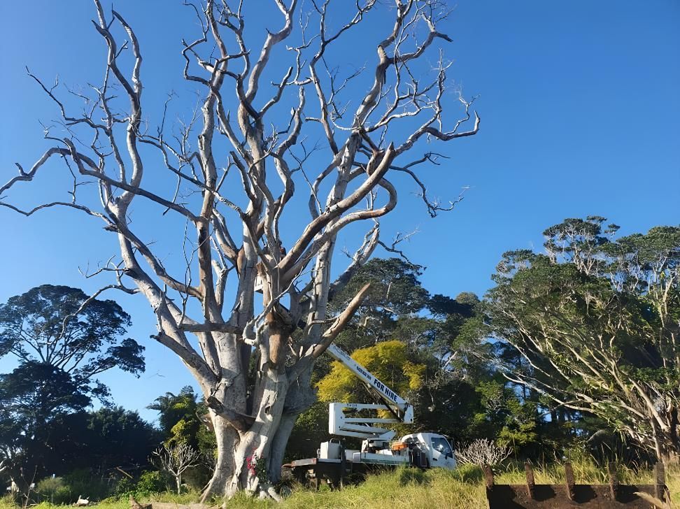 A Large Tree With No Leaves is Being Cut Down by a Crane — Steve Cubis Tree Services In Kyogle, NSW