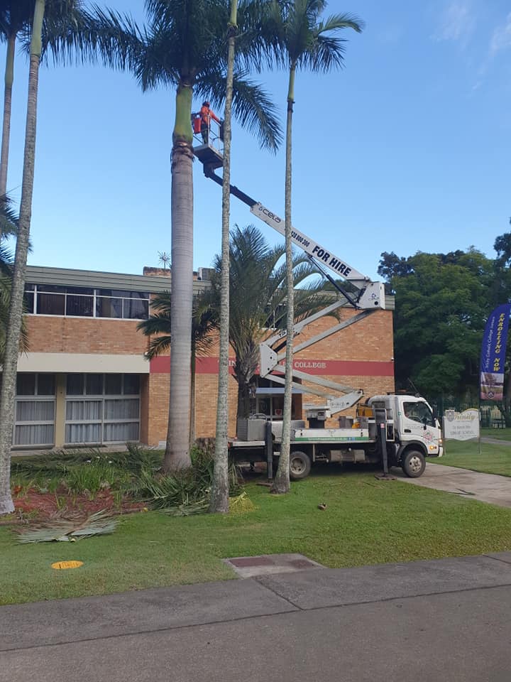Arborist on Mounted Boom Lift — Tree Reports in Lismore, NSW