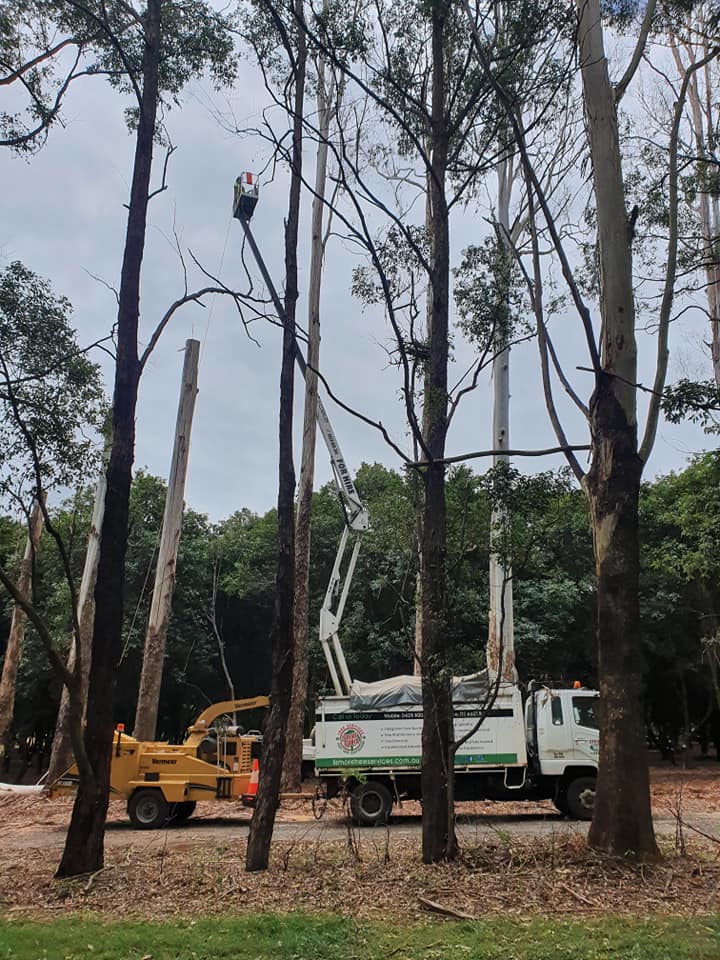 Tree Removal Service — Arborists in Ballina, NSW