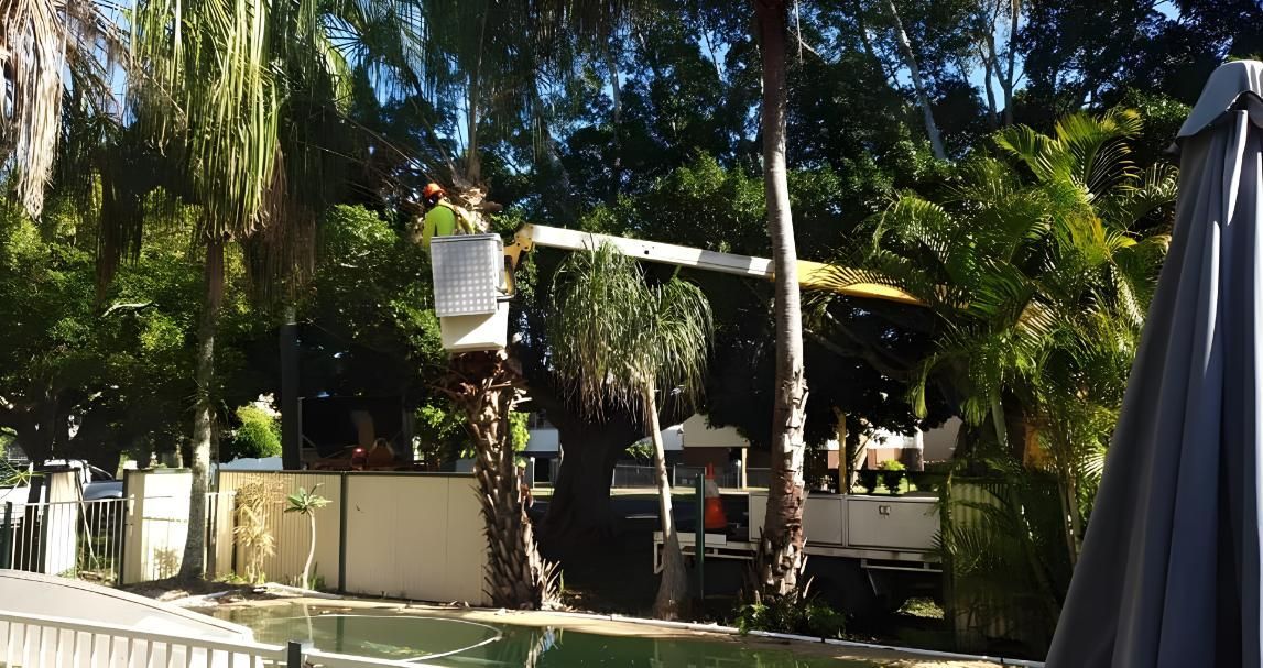 A Crane is Cutting a Tree Next to a Pool — Steve Cubis Tree Services In Nimbin, NSW